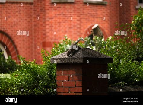 Grey Squirrel House Wall Hi Res Stock Photography And Images Alamy