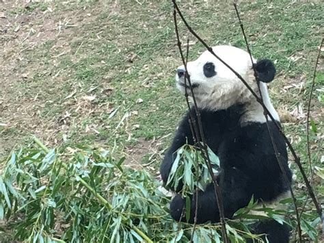 National Zoo grateful for its time with Bao Bao - WTOP News