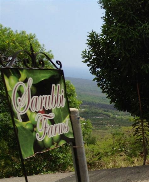 One of many S. Kona Coffee Farms along the Belt Rd. Kona Coffee, Coffee Farm, Big Island, Farms ...