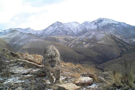 Tibetan Plateau Community Camera Traps Panthera