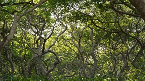 রাতারগুলের গহীন ফাঁদে
