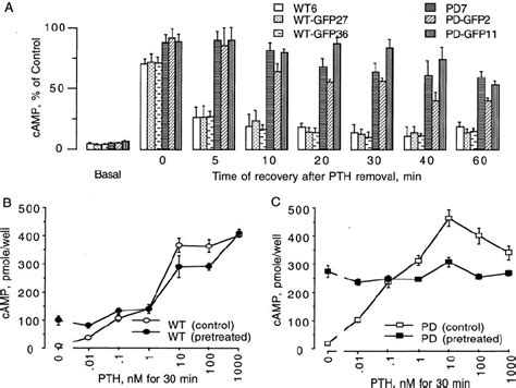 Recovery Of PTH Induced CAMP Responses In The PD PTH PTHrP Receptor