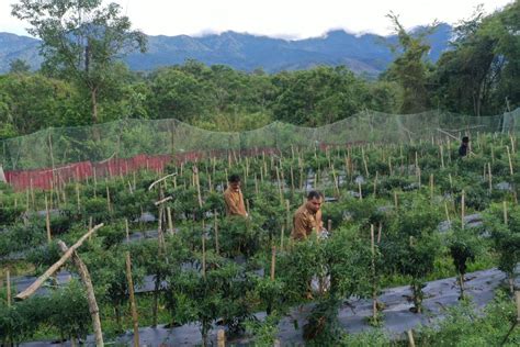 Tingkatkan Ketahanan Pangan Pj Bupati Aceh Besar Ajak Masyarakat