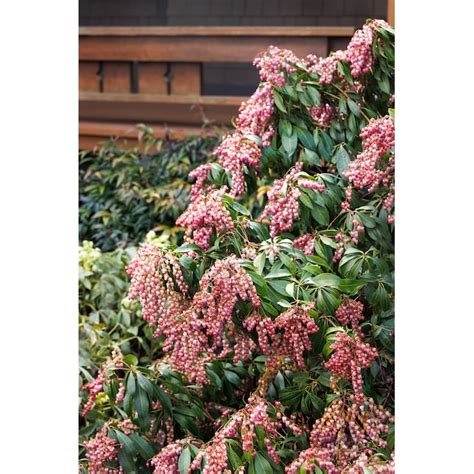 Monrovia Pink Katsura Pieris Accent Shrub In 358 Gallon Pot In The