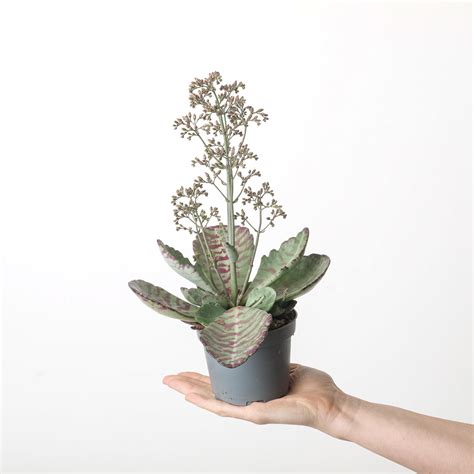Kalanchoe Desert Surprise Plants
