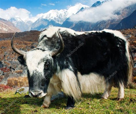 Yak In Langtang Valley — Stock Photo © Prudek 9632323