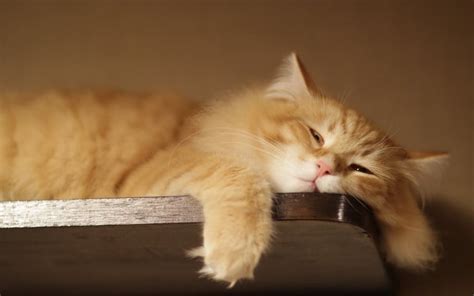 20 Lazy Cats That Will Make You Lol Page 2 Of 5