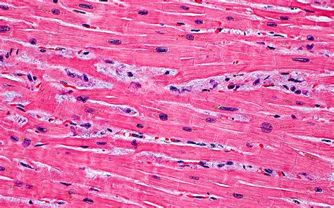 Heart Muscle Cells Light Micrograph Stock Image C