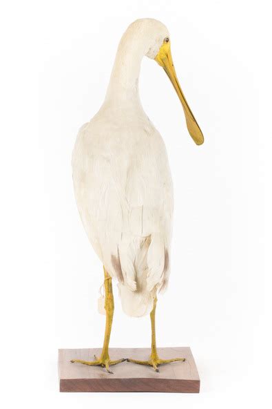 Animal Specimen Yellow Billed Spoonbill Trustees Of The Australian