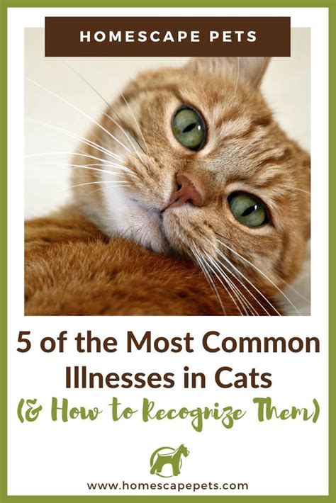 5 Of The Most Common Illnesses In Cats And How To Recognize Them Cat