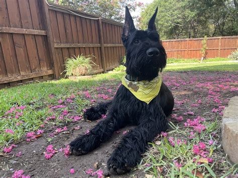 Giant Schnauzer Puppies For Sale Fort Worth TX 476693