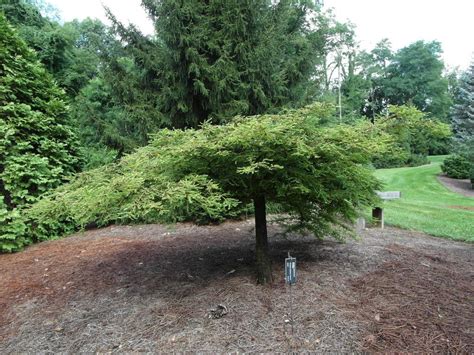 Bald Cypress Taxodium Distichum Var Distichum Secrest Garden Org