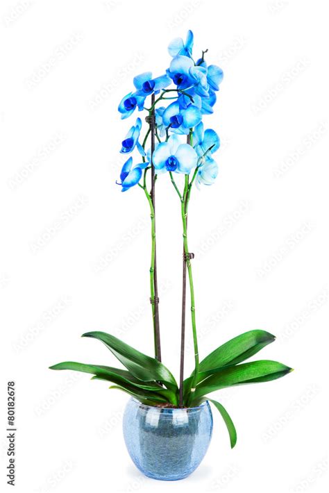 blue orchid on white Stock Photo | Adobe Stock