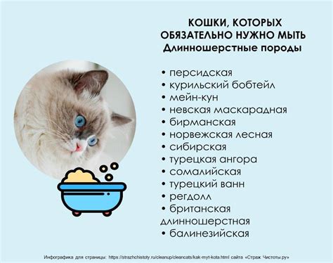 Какие крупы можно давать кошкам, а какие нельзя