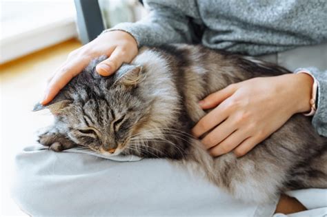 Premium Photo Close Up Of Gray Fluffy Cat Sleeping On Human S Lap