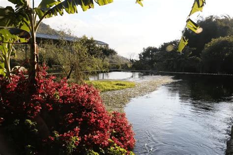 腾冲荷花：神奇坝派 巨泉奔涌大盈江泉水腾冲新浪新闻