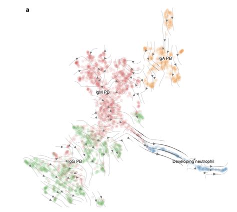 An expected source of neutrophils in Covid19 — BreakingDownBiology