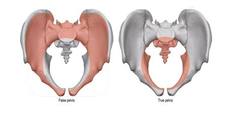 Fetal Skull And Maternal Pelvis Ppt