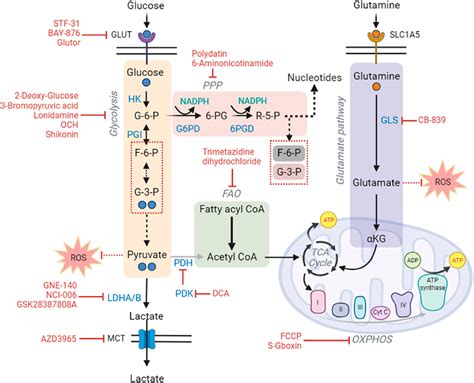 Figure 1 From The Illustration Of Altered Glucose Dependency In Drug Resistant Cancer Cells