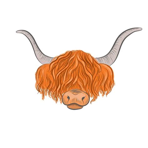 Highland Cow Vector Images Depositphotos