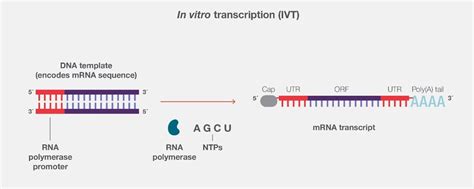 Overview Of In Vitro Transcription Thermo Fisher Scientific Cn