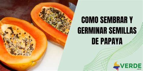 Como Sembrar Y Germinar Semillas De Papaya Colombia Verde