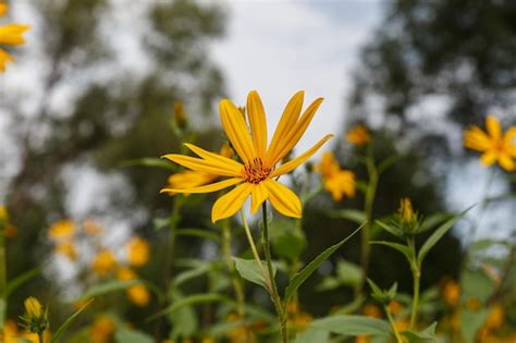 Premium Photo Jerusalem Artichoke Flowers Blooming Yellow Flowers In