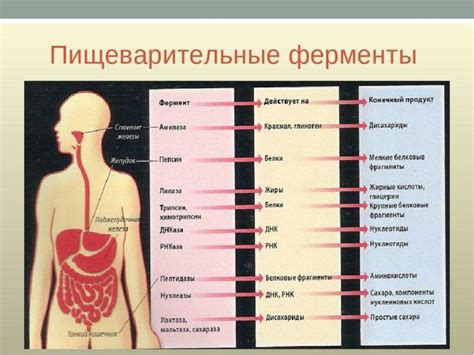 Ферменты пищеварительные и метаболические: какаие, перечень