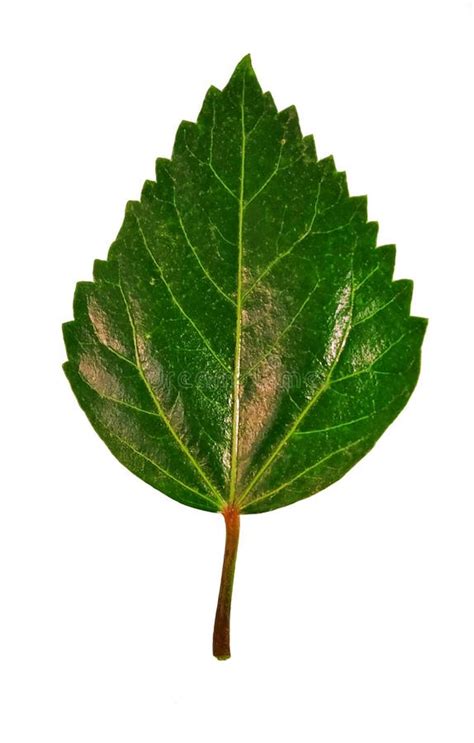 A Hibiscus Green Leaf In A White Background Scientific Name Hibiscus