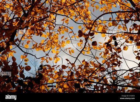 Leaves Of Alder Tree Hi Res Stock Photography And Images Alamy