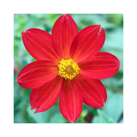 Dahlia Mignon Rood Fleur Rouge Au Centre Jaune Superbe