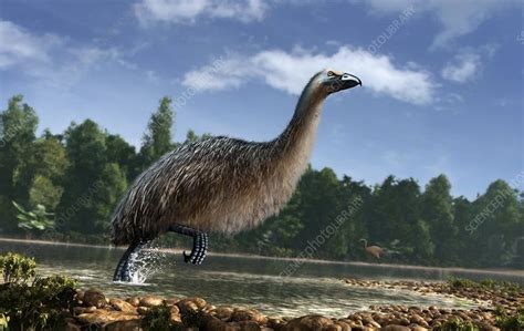 Giant Moa Dinornis Sp Running In A Lake In Front Of A Dense Forest Artwork The Giant Moa