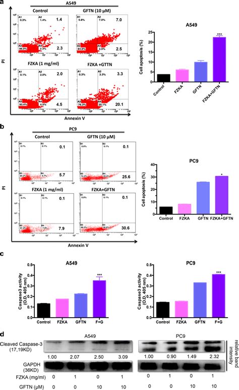 Fzka Enhances The Effect Of Gefitinib Induced Lung Cancer Cell