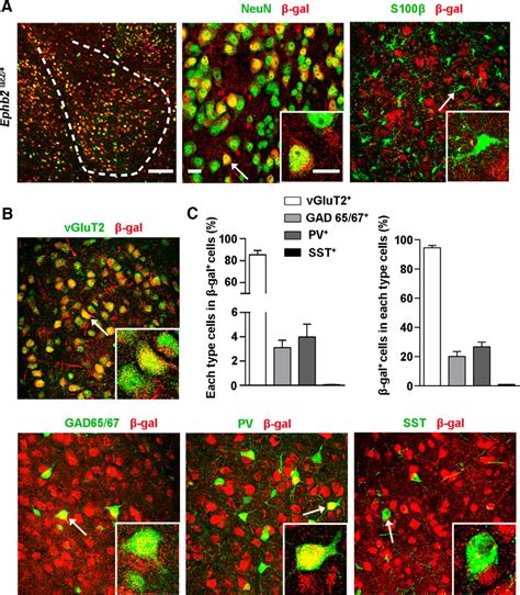 Amygdala Ephb Signaling Regulates Glutamatergic Neuron Maturation And