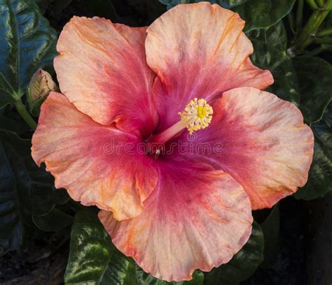 Hibiscus Peach Flower Stock Image Image Of Peach Flower