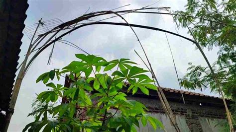 Petir Sambar Rumah Di Tasikmalaya Adang Sempat Tak Sadarkan Diri