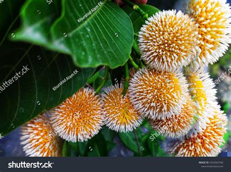 Kodom Flower Images Stock Photos And Vectors Shutterstock