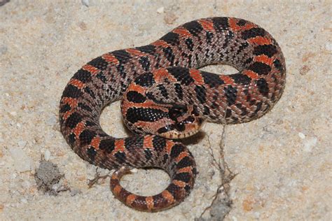 Southern Hognose Hatchling A Photo On Flickriver