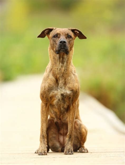 20 Popular Greyhound Mix Dog Breeds W Pictures Puplore