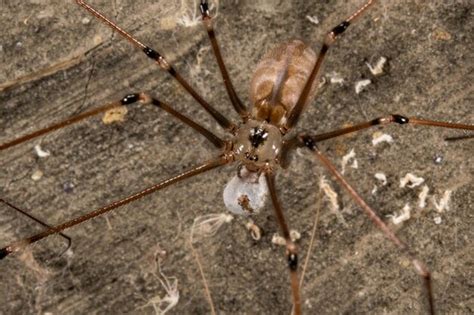 Premium Photo Spitting Spider With Eggs