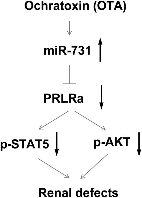 A Putative Model Depicts The Mechanism Of OTA Induced Renal Defects In