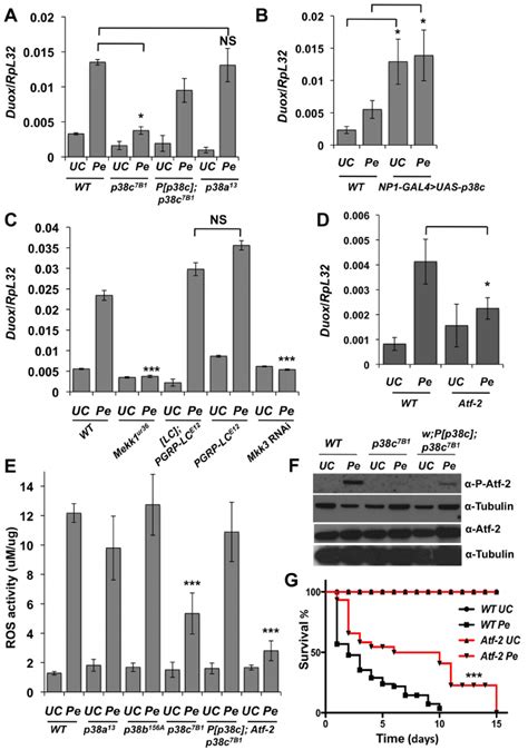 A Mekk Mkk P C Atf Pathway Regulate Duox Expression A The