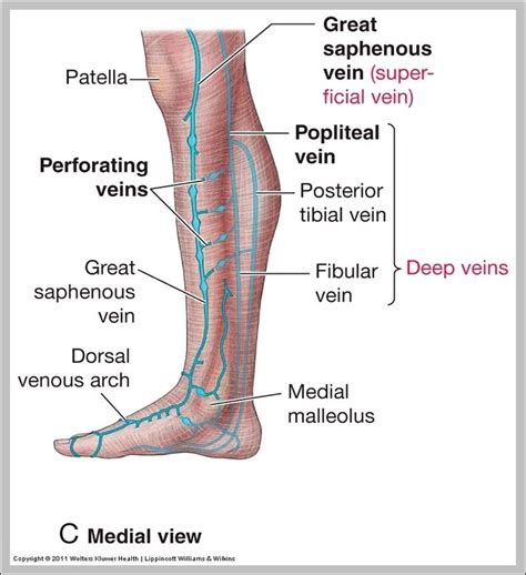 Lymph Nodes Legs Diagram The Best Porn Website