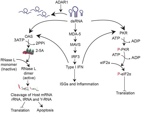 Ribonuclease L Mediates The Cell Lethal Phenotype Of Double Stranded