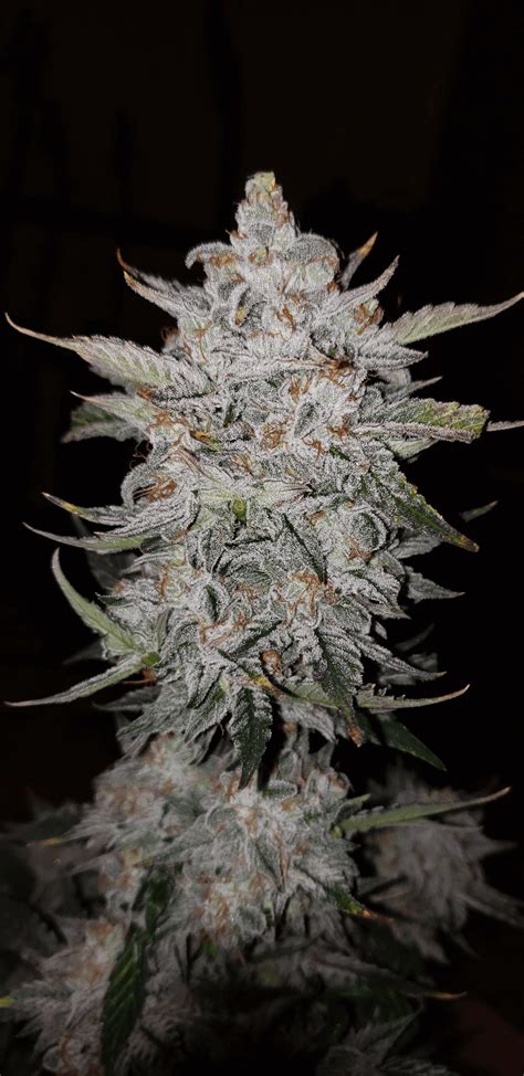 Mephisto Genetics Forum Stomper Heritage Seedbank