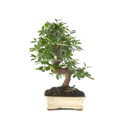 Pyracantha Sp Bonsai Years Firethorn Mistral Bonsai