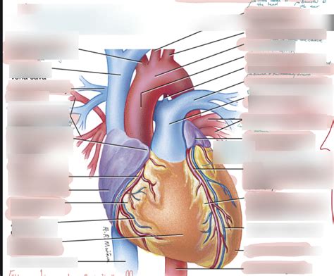 Diagram Of Labelling The Anterior View Of The Heart Quizlet