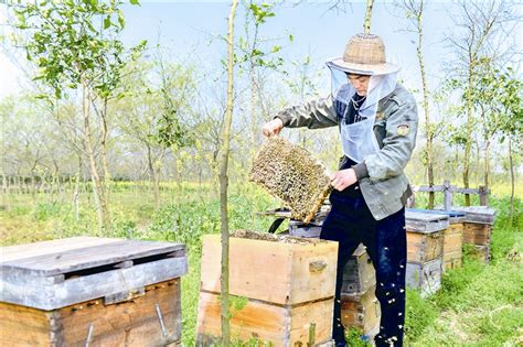 春暖花开养蜂忙 江阴日报