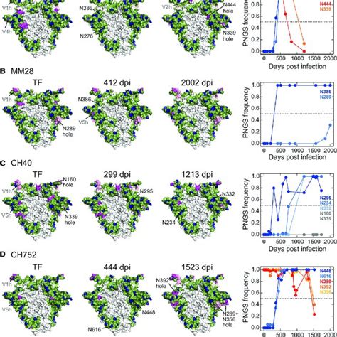 Glycan Shield Evolution In Individuals Who Developed Modest