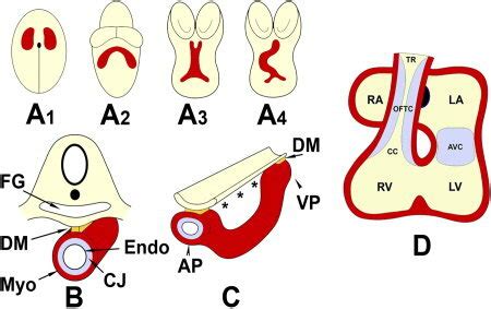 Early stages of heart development. A schematic cartoon depicting the... | Download Scientific ...